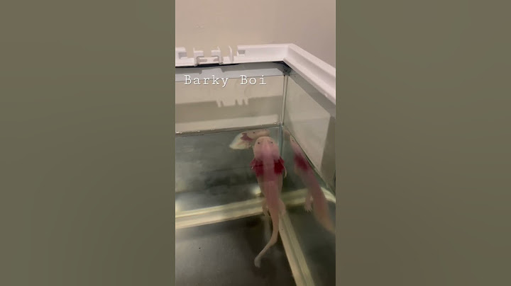 Axolotl Bark