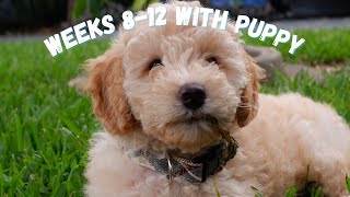 My 812 weeks old Cavoodle Puppy Compilation