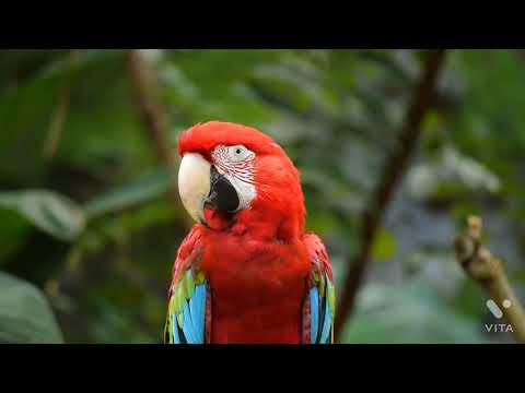 red parrot royal attitude