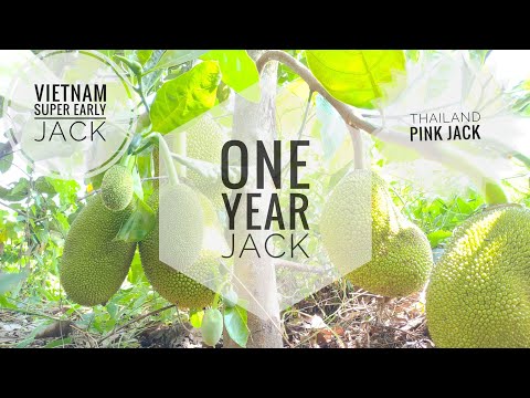 Vietnam Super Early Jack | The One Year Jack