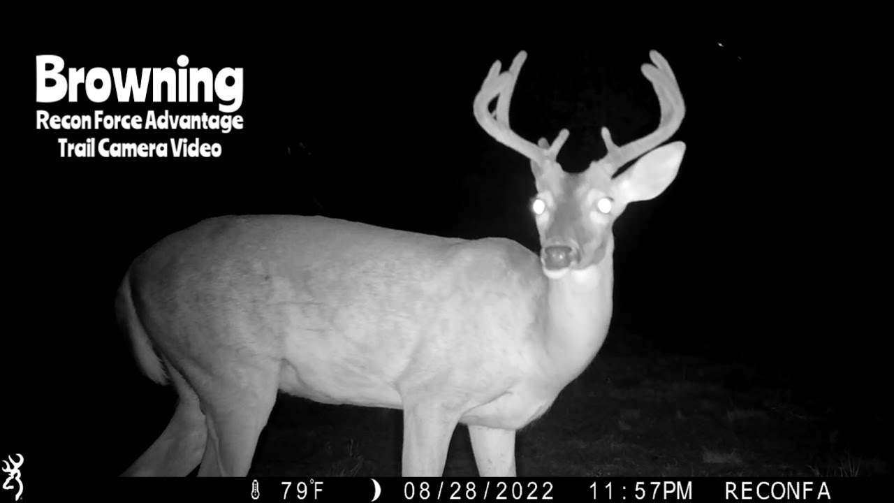 Deer Feeder Cam Browning Recon Force Advantage Trail Camera Video Aug