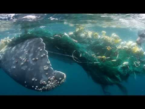 Scars of Freedom - An entangled whale