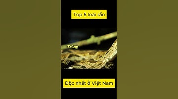🐍 Top 5 Loài Rắn Độc Nhất Việt Nam: Bạn Đã Biết Chưa? ⚠️ #rắn #độc
