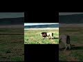 هيبة وفخامة الأسد 💪| King of the Jungle