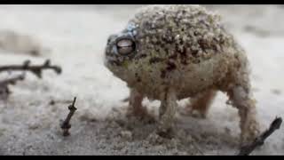 Screaming Frog But I Changed The Sound