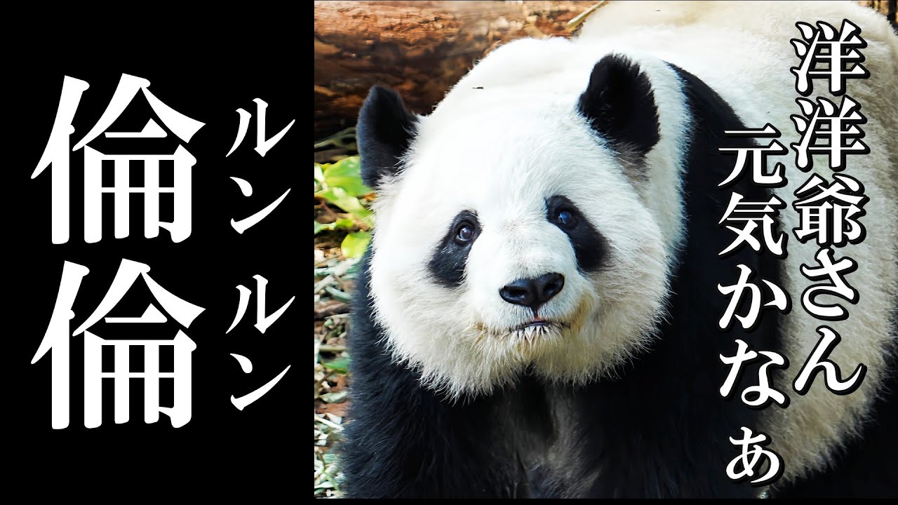 28歳とは思えない若々しさ✨ 可愛らしい『伦伦ルンルン』さんの日常🐼