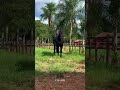 Livre na pastagem, correndo, pulando, se expressando… #cavalo #horse #harasembaixador #gustavolima