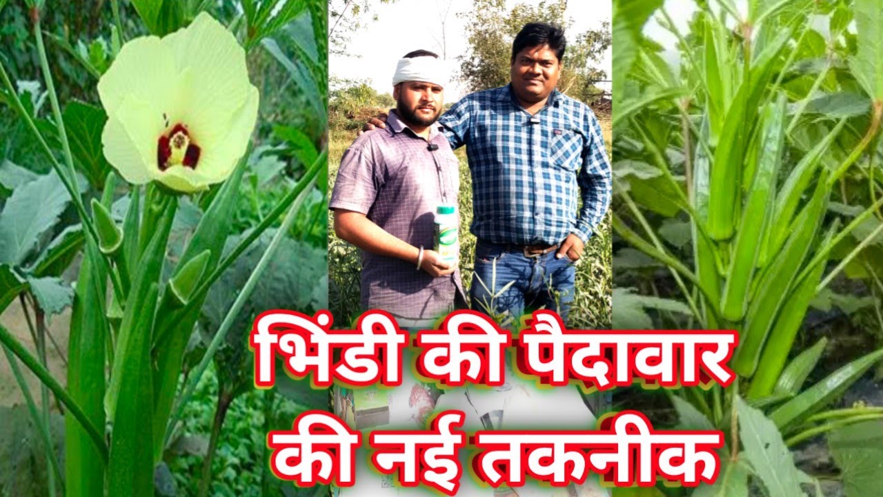 how to get more yield from okra how to increase okra yield okra
