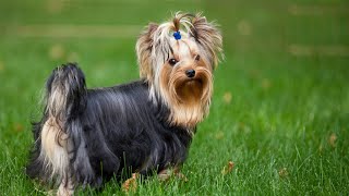 The Alluring Charm of Yorkshire Terriers