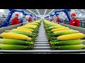 Industrial Sweet Corn Milk Production Line: Step-by-Step Process