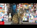 猫と環境音ASMR。イスタンブール猫動画【4K】