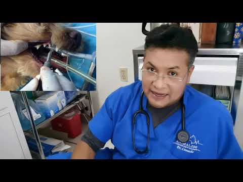 Video: Esmalte agrietado en los dientes de perro