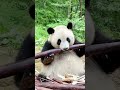 Panda: The Fluffiest Disappointment on Earth 😂🐼 #facts #shorts #trendingshorts #trending #fyp #panda