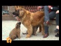 "Cani, gatti & c." - Servizio sul Leonberger nella puntata del 9 Mag