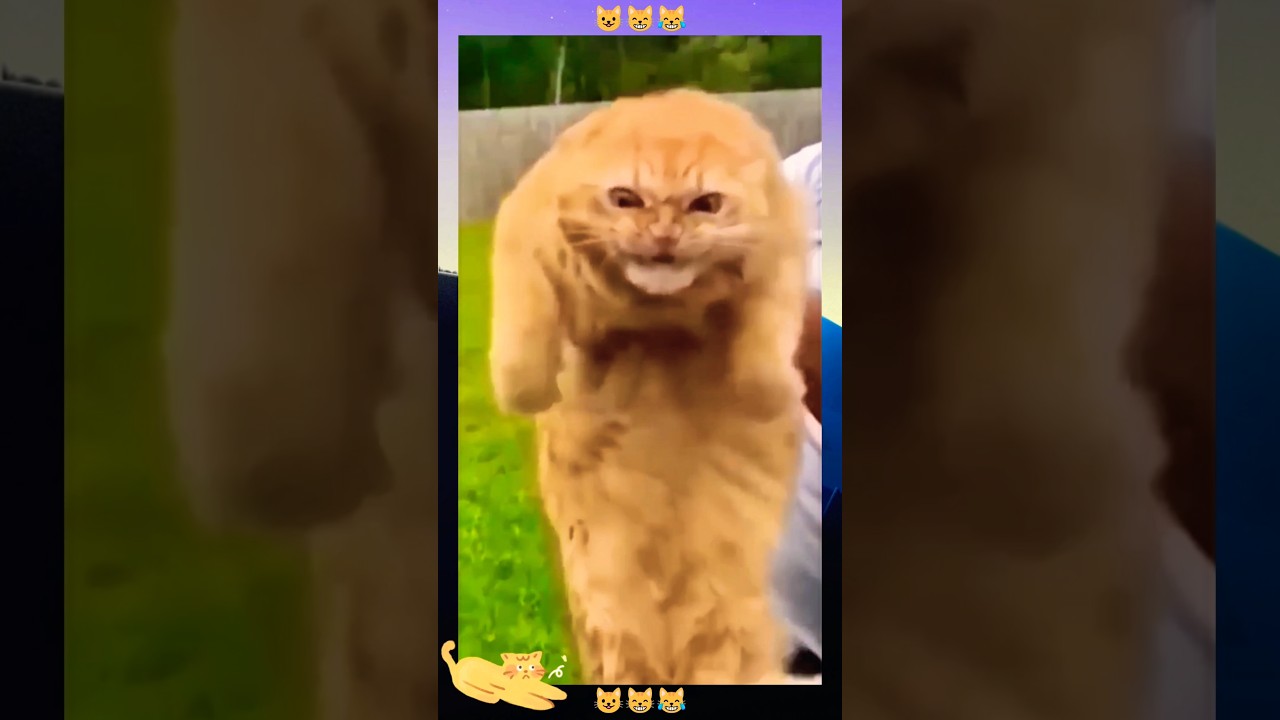 Watch These Animals Make You Laugh Out Loud!!! 