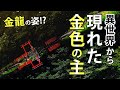 【金運アップ】金龍出神か!?境内の主はまさかの金色！貴重映像を解析