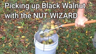 Nut Wizard and Black Walnuts