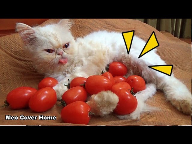 tomatoes and cats