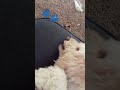 pov the paw of my dog#therian #quadrobics #fox
