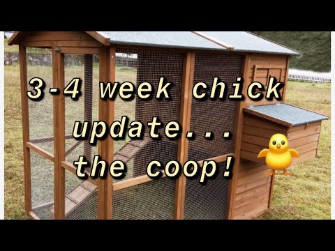 3-4 week chick update!