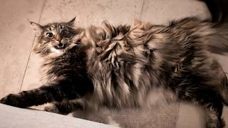 The Truth About Roy: He’s Not an Angel | Norwegian Forest Cats