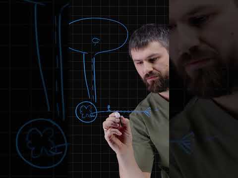 РАСТЕНИЯ ВЫГНАЛИ НАС НА СУШУ! Самое долгое вымирание на Земле - Девонское вымирание