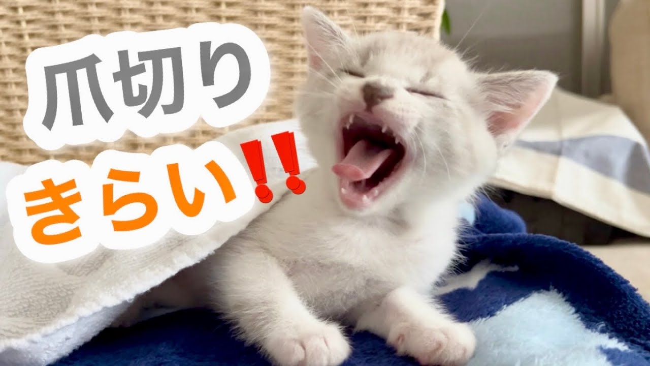 【保護猫28日目】旦那の仕事を妨害する子猫…眠気と爪切りの攻防が可愛すぎた😂💗