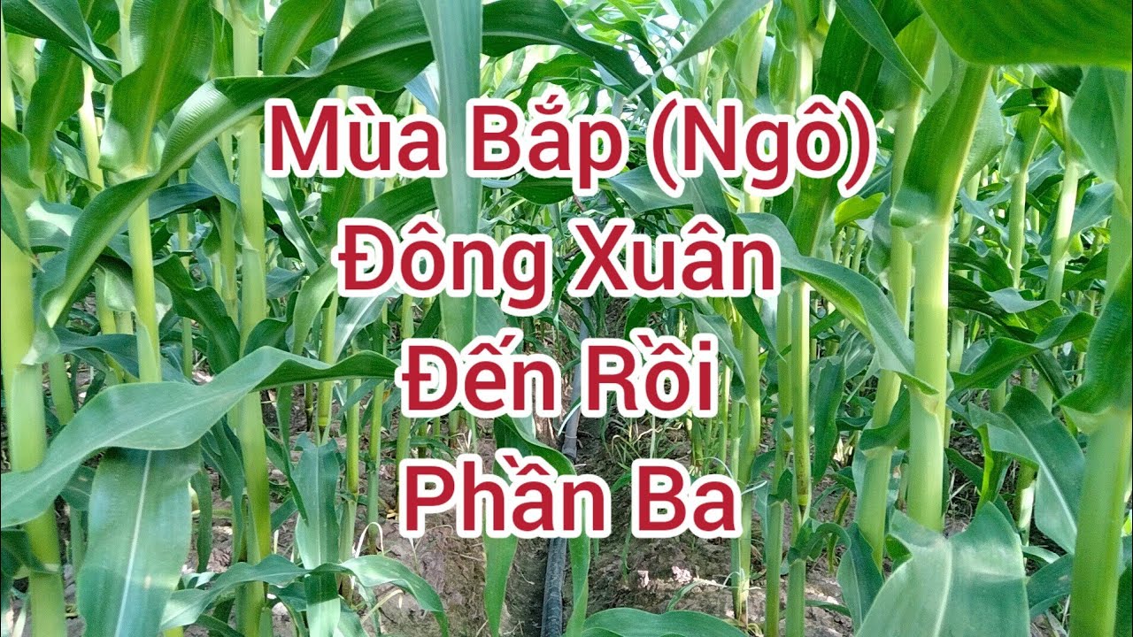 Trồng và chăm sóc cây bắp (ngô) phần ba