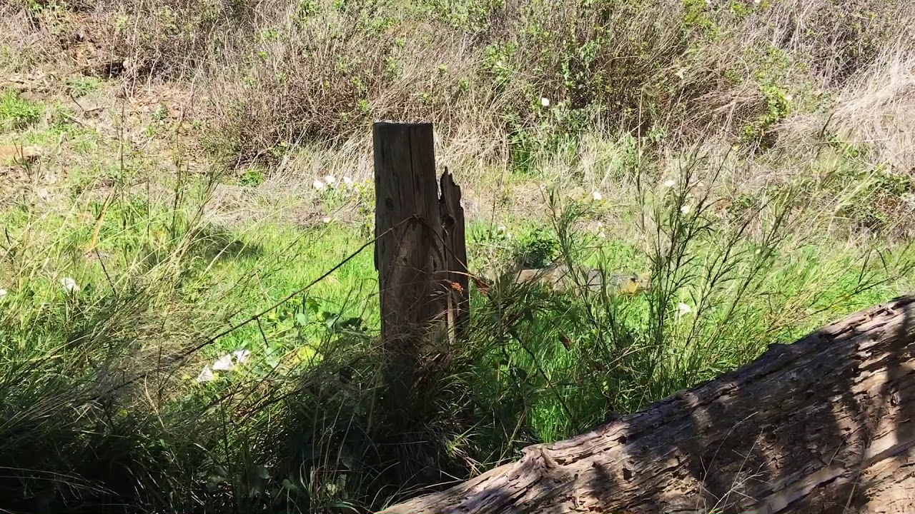 Island Fox! Santa Cruz Island - Channel Islands