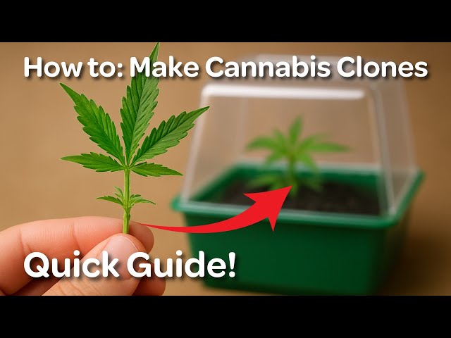 Cloning Cannabis - How to make your own Cuttings - Quick & Easy Guide -  YouTube