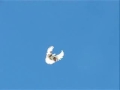palomas serpastie (halcon)volando BS.AS./kardashov_m@hotmail.com/011-1554996844