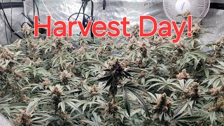 Harvest day. Mars hydro 5x5 with HLG Scorpion diablo. Mars hydro 3x3 with FC-4800. HLG 250 VEG PRO.