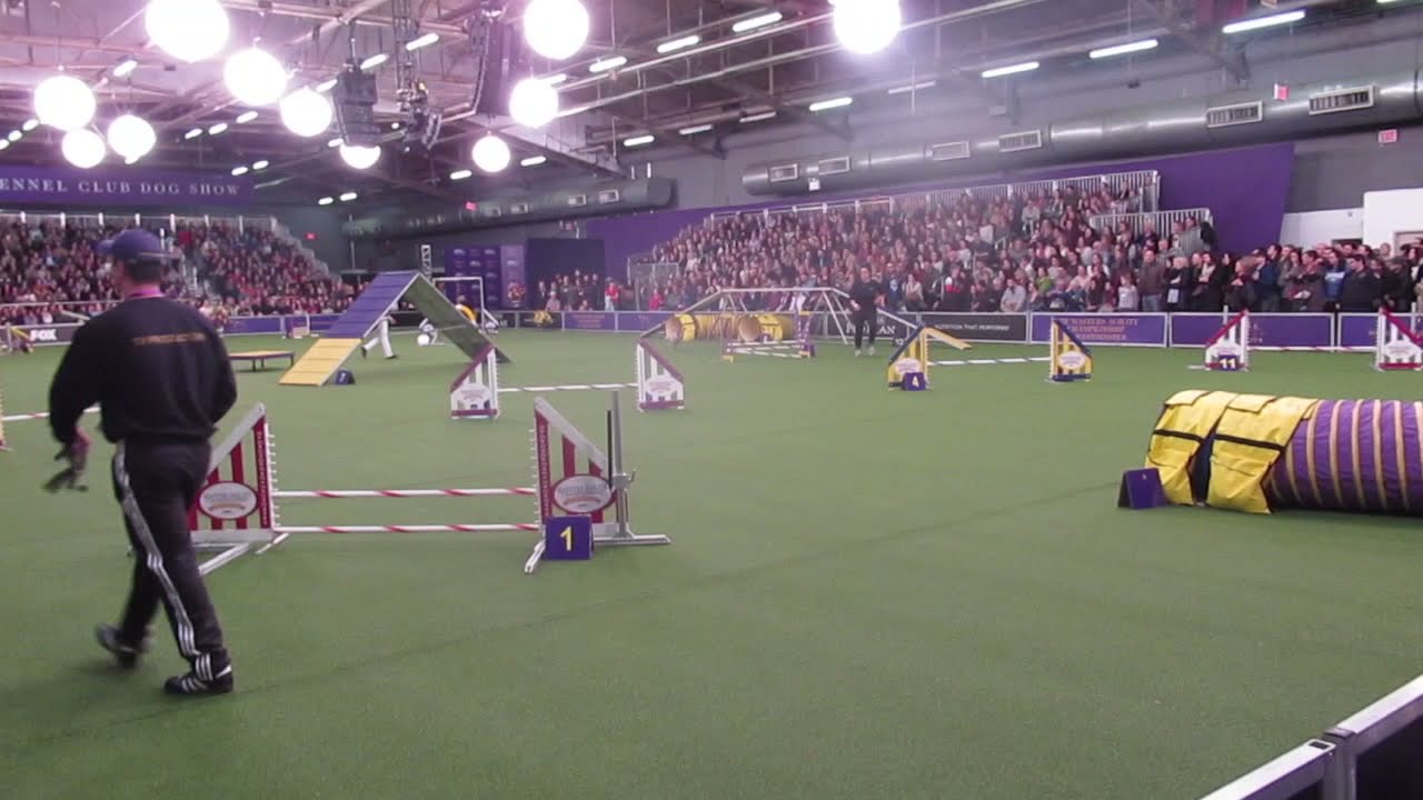 bulldog agility westminster 2019