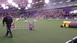 Plop the All American dog,  Westminster dog agility championships 2019