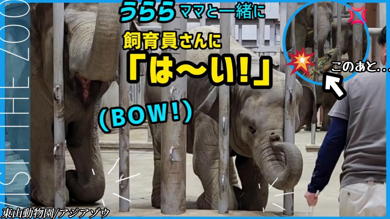 うららママと飼育員さんにお返事！直後に起こった驚きのハプニングとは 