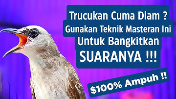 Masteran Trucukan Gacor Ngalas Tarung Ropel Paling Bagus Untuk Pancingan Trucukan Agar Bunyi Nyaut