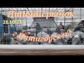 Голуби цены Птичий рынок г Пятигорск-ч2 Pigeons prices Bird market Pyatigorsk-ch2