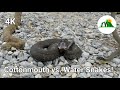 Cottonmouth vs. Water Snakes: How To Spot The Difference! (ft. Life's Wild Adventures)