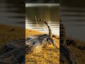 Will the snake successfully catch the speedy mouse in this thrilling chase