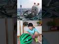 Newest Mochi funny Best video 😂😂😂#mochi