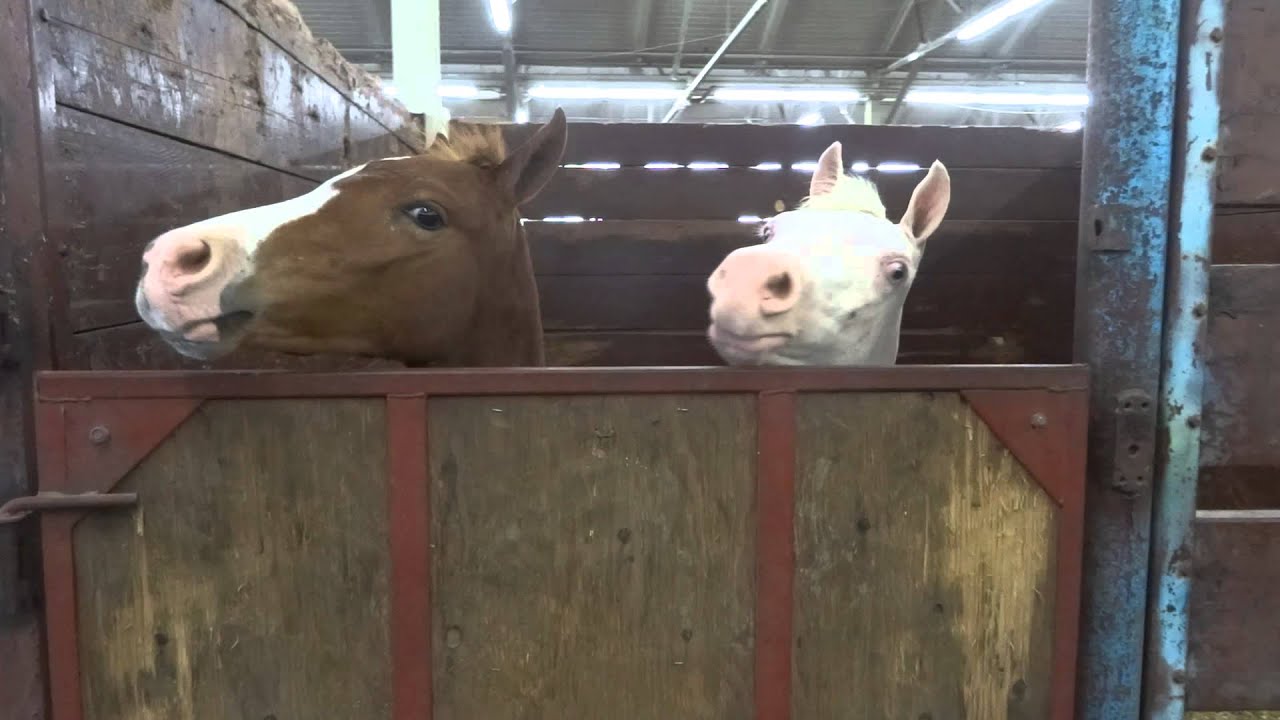 Two ponies vying for attention and trying to bite each other YouTube