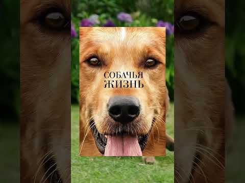 Фильмы про собак РФИМК ч7 #кино #фильмы #юмор #факты #фильмнавечер #собаки #кошки #подборка #рфимк