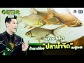 จะเกิดอะไรขึ้น ถ้าเราปล่อยปลาน้ำจืดลงสู่ทะเล | Genwit อัจฉริยะพันธุ์ใหม่