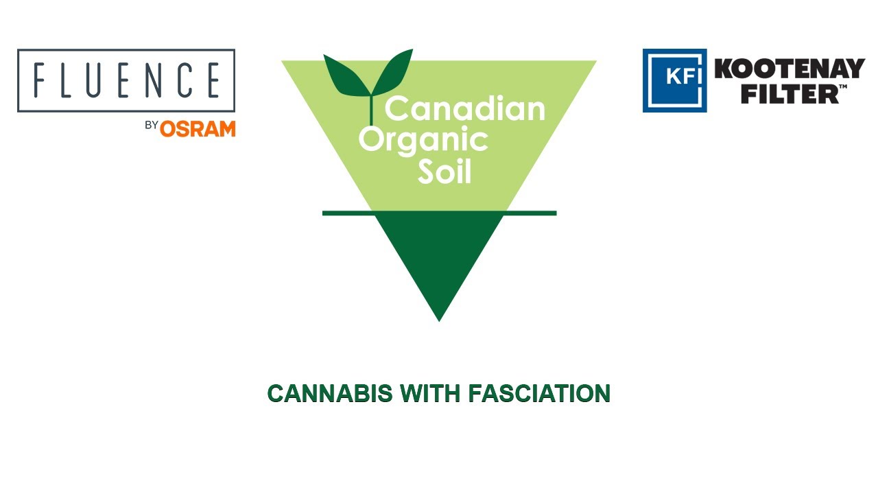 CANNABIS WITH FASCIATION