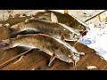 Catch Clean & Cook Bullhead Catfish & Bullhead Fishing contest