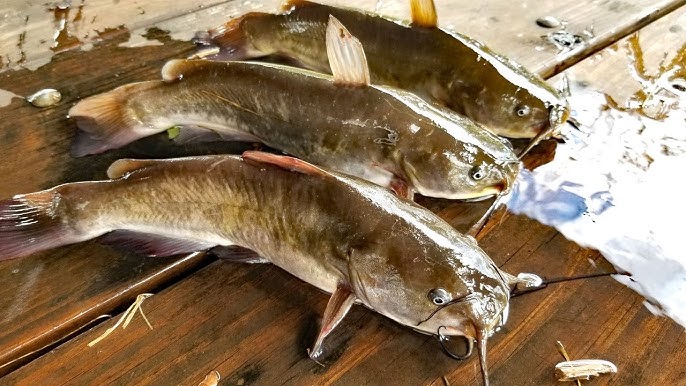 How to catch catfish in Summer - catfishing tips 