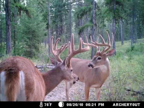 Kills from Archery Hunting NE Washington. 