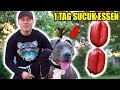 1 TAG lang mit meinem HUND nur SUCUK Essen !!! 😍🥩 ( EXPERIMENT )