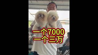 One for 7,000, one for 30,000; same breed, but a world of difference in price. Suzhou, Anhui real...