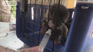 コツメカワウソ闇取引　おとり捜査にかかった瞬間(19/12/26)